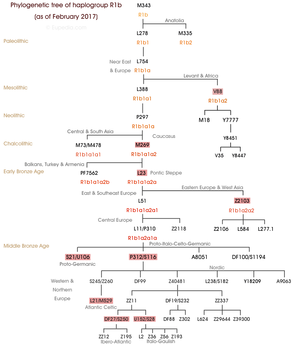 Phylogenetischer Baum der Haplogruppe R1b (Y-DNA) - Eupedia