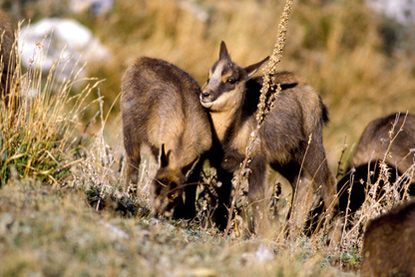Young chamois, Abruzzo National Park (&copy; Excalibur - Fotolia.com)