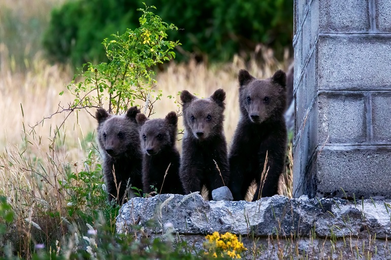 Marsican bear cubs in the wild, Abruzzo National Park (© Rinofelino | Dreamstime.com)