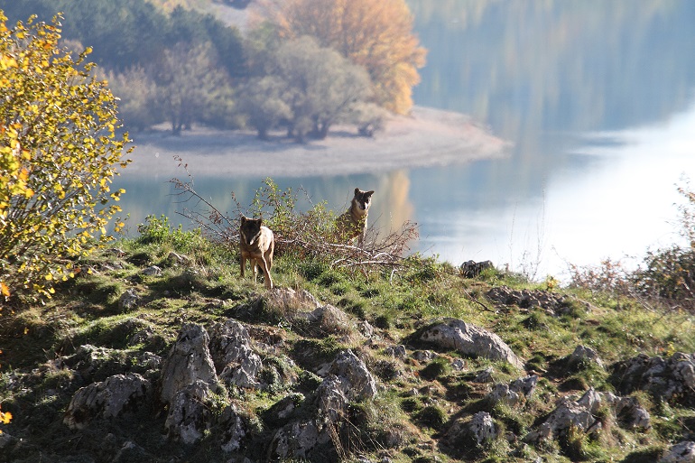 Italian wolves near Civitella Alfedena, Abruzzo National Park (© Antonio Nardelli | Dreamstime.com)