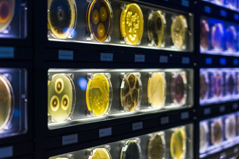 A small collection of cultured microorganisms at Micropia, Amsterdam (photo by Ciotu Cosmin - CC BY-SA 4.0)