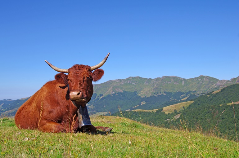 French Salers cows in Cantal (© Fabien Monteil | Dreamstime.com)