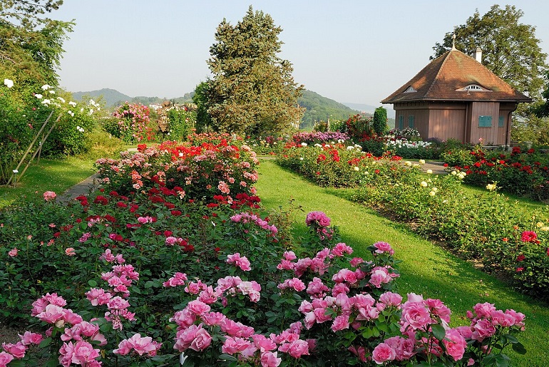 Rose Garden, Bad Langensalza (photo by Christian Wieland from Winterthur, Schweiz - CC BY-SA 2.0)