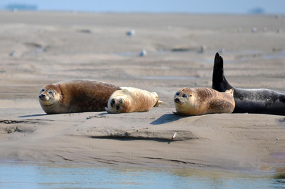 Baie de Somme Natural Reserve, Somme (photo from Pixabay)