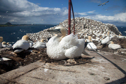 Bass Rock, the world's largest single-rock Gannet colony (© Gail Johnson - Fotolia.com)