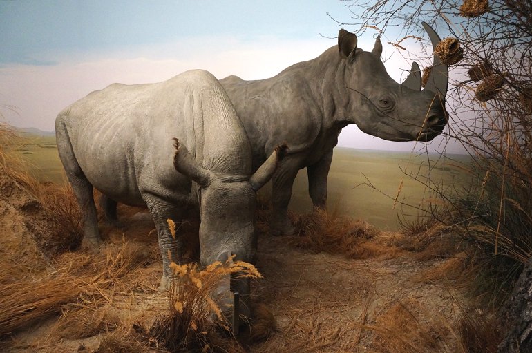 White rhinoceroses at the Natural History Museum in Bern (photo by Beat Estermann - CC BY-SA 3.0)