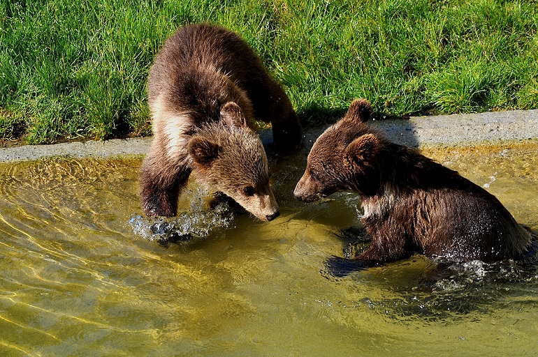 BearPark, Bern (photo by Хрюша - CC BY-SA 3.0)