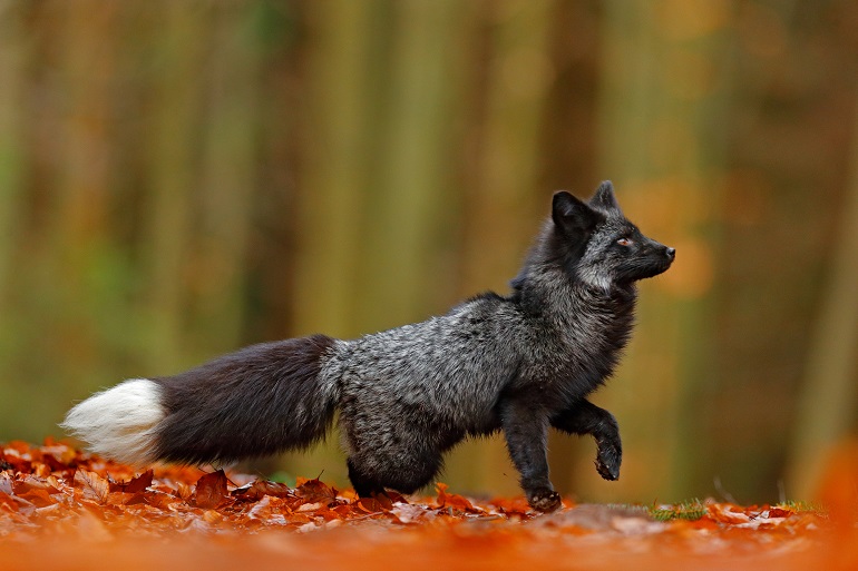 Black silver fox, Black Forest National Park (© Ondrej Prosicky | Dreamstime.com)