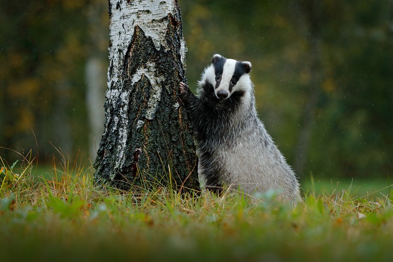 Wild Badger, Black Forest National Park (© Ondrej Prosicky | Dreamstime.com)