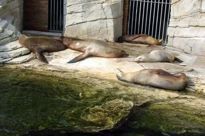 Sea lions at the NAUSICAÄ sea centre, Boulogne-sur-Mer (&copy; Eupedia.com)