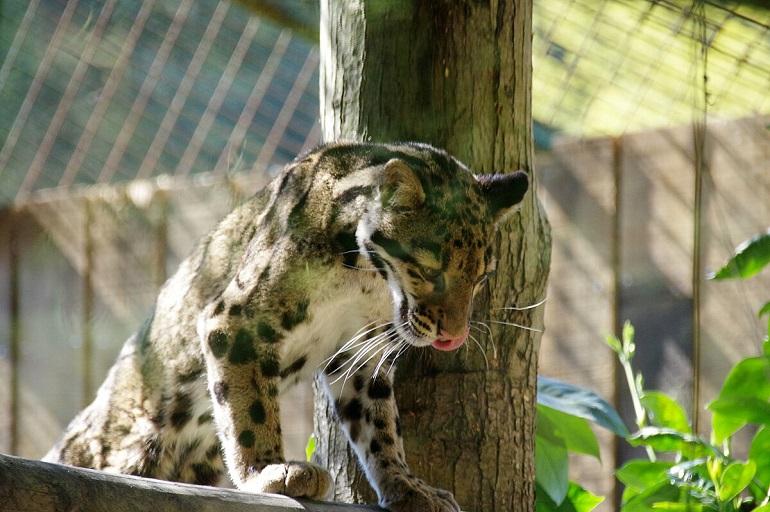 Clouded leopard at La Bourbansais Zoo (photo by Abujoy - CC BY 4.0)