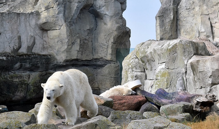 Polar bears at Bremerhaven Zoo (photo by Günter Hentschel - CC BY-ND 2.0)