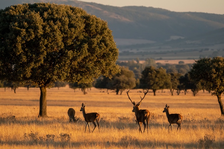 Cabañeros National Park (&copy; Wirestock - Fotolia.com)