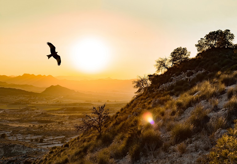 Spanish imperial eagle flies in the Montes de Toledo in Cabañeros National Park (© David Moreno Hernandez | Dreamstime.com)