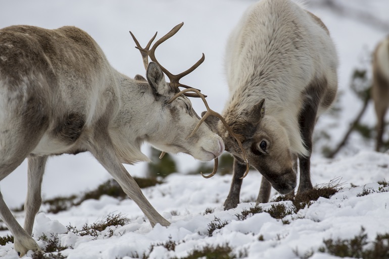 Reindeer in the Cairngorms National Park (© Paul Carpenter | Dreamstime.com)