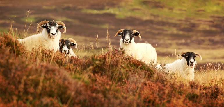 Four curious black face sheep in the Cairngorms National Park (© Isabel Poulin | Dreamstime.com)