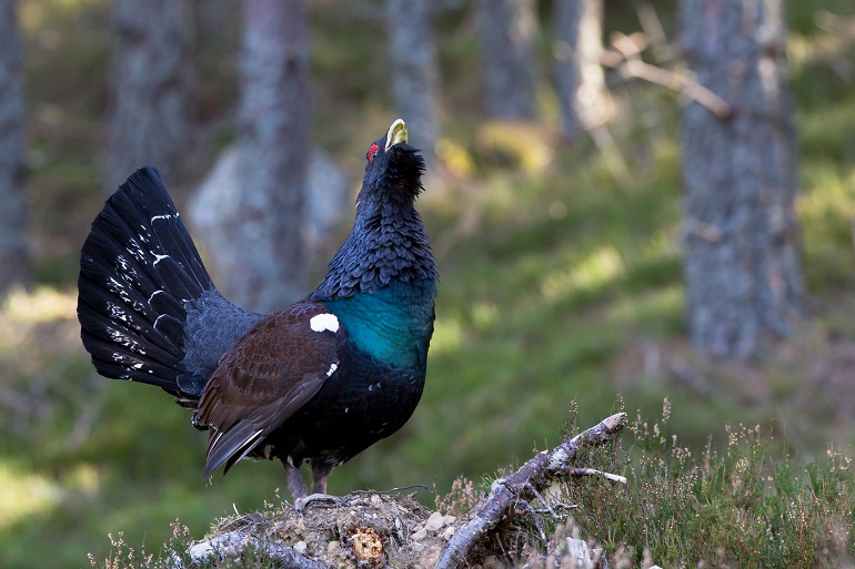 Male Capercaillie, Cairngorms National Park (© Andrew Sproule  | Dreamstime.com)