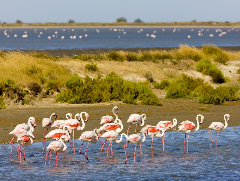Flamingos in the Camargue Regional Natural Park (© Richard Semik | Dreamstime.com)