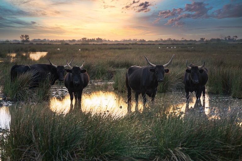 Group of bulls in the Camargue Regional Natural Park (© Beatrice Preve | Dreamstime.com)