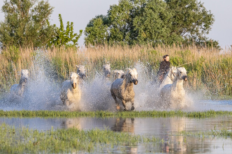 Woman rider driving horses through the marshes in the Camargue Regional Natural Park (© Emily Wilson | Dreamstime.com)