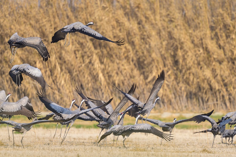 A group of Common Cranes standing on a meadow and taking off, Camargue Regional Natural Park (© Stefan Rotter | Dreamstime.com)