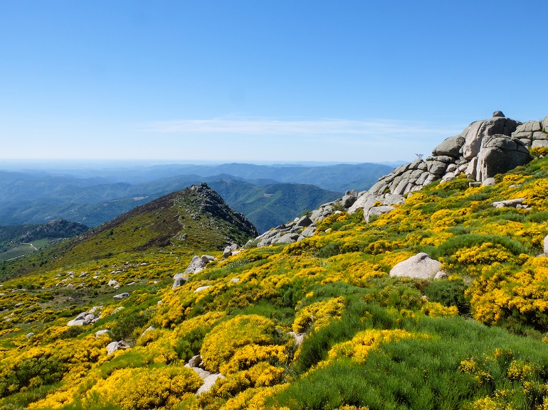 Rocks and blooming brooms in the moor near Trenze, Mont Lozère, Cévennes National Park (© fafojp | Dreamstime.com)