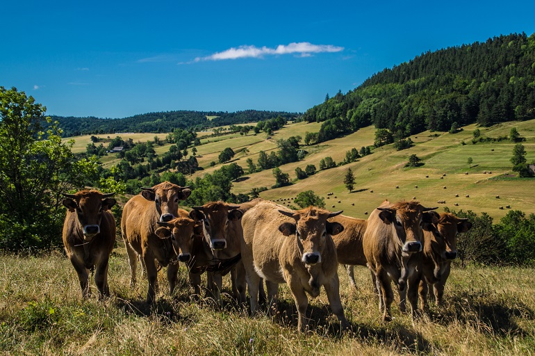 Cows in Barre-des-Cévennes in the Cévennes National Park (© Louis Bertrand | Dreamstime.com)