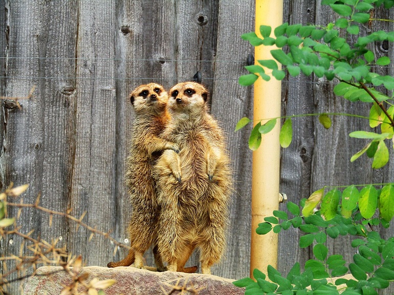 Meerkats at Chemnitz Zoo (photo by Fiver, der Hellseher - CC BY-SA 4.0)