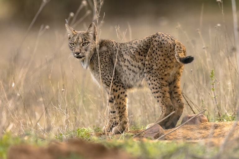 The rare Iberian lynx, Doñana National Park (© Rudmer Zwerver | Dreamstime.com)