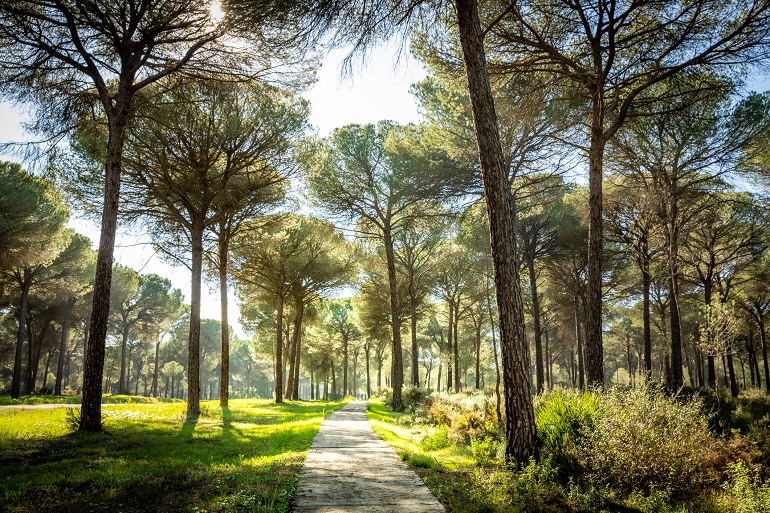 Hiking trail in a pine forest in Hinojos, Doñana National Park (© Diadis | Dreamstime.com)