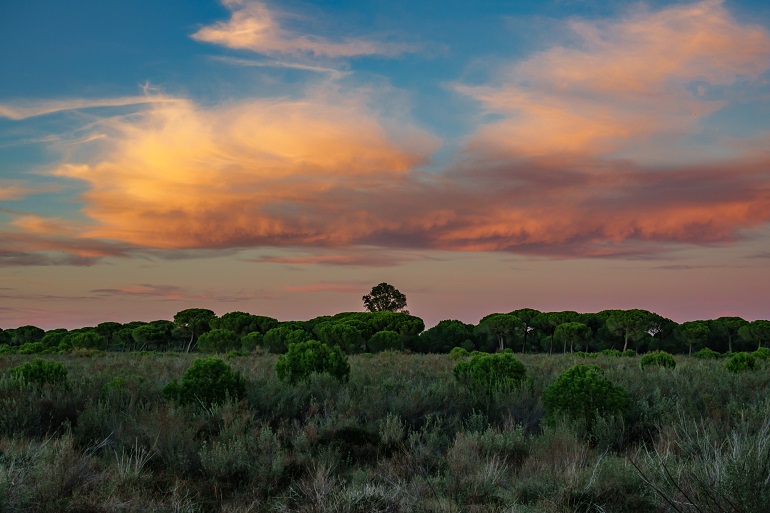 Bush and pine tree forest at sunset, Doñana National Park (© Saaaaa | Dreamstime.com)
