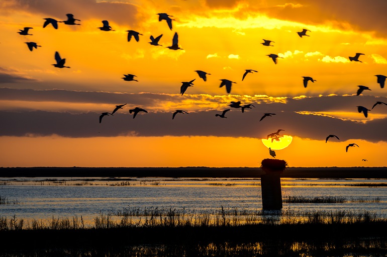 Flock of birds at sunset in the Doñana National Park (© Felipe Rodriguez | Dreamstime.com)