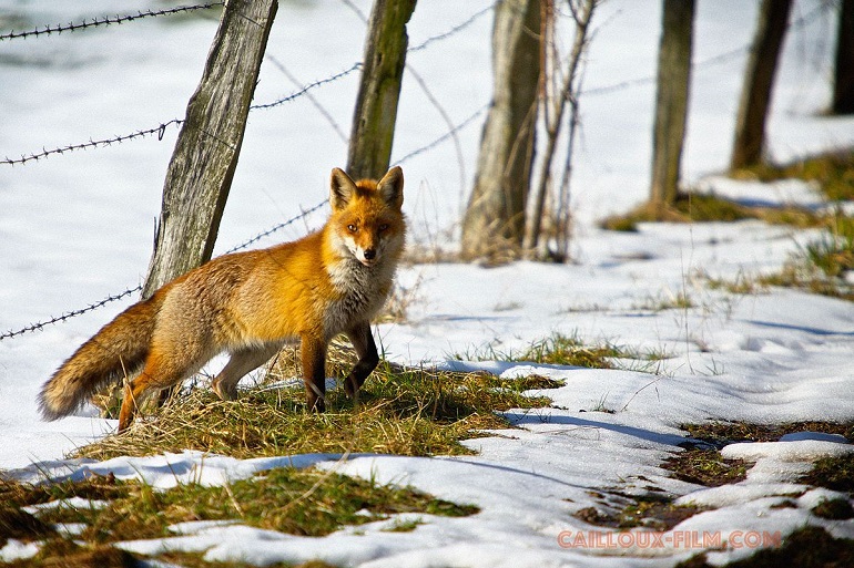 Fox in the Eifel National Park (photo by Caillasse88 - CC BY-SA 3.0)