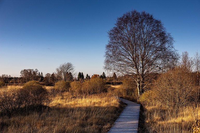 Hiking path, Eifel National Park (photo by Herbert Aust from Pixabay)