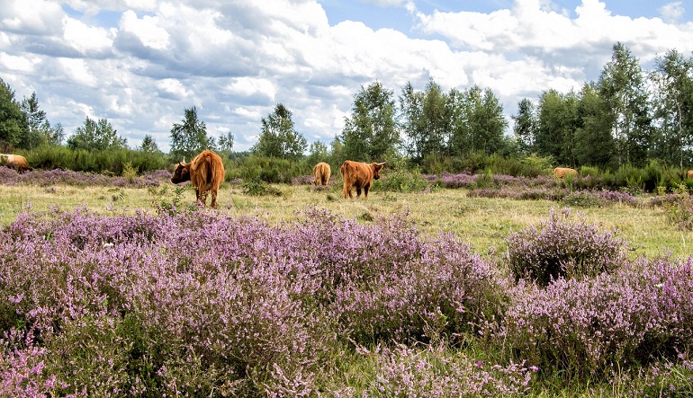Highland cows in the heather, Eifel National Park (photo by Herbert Aust from Pixabay)