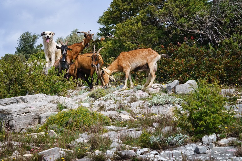 A white shepherd dog accompanying a herd of goats, Gargano National Park (© Martin Blazicek | Dreamstime.com)