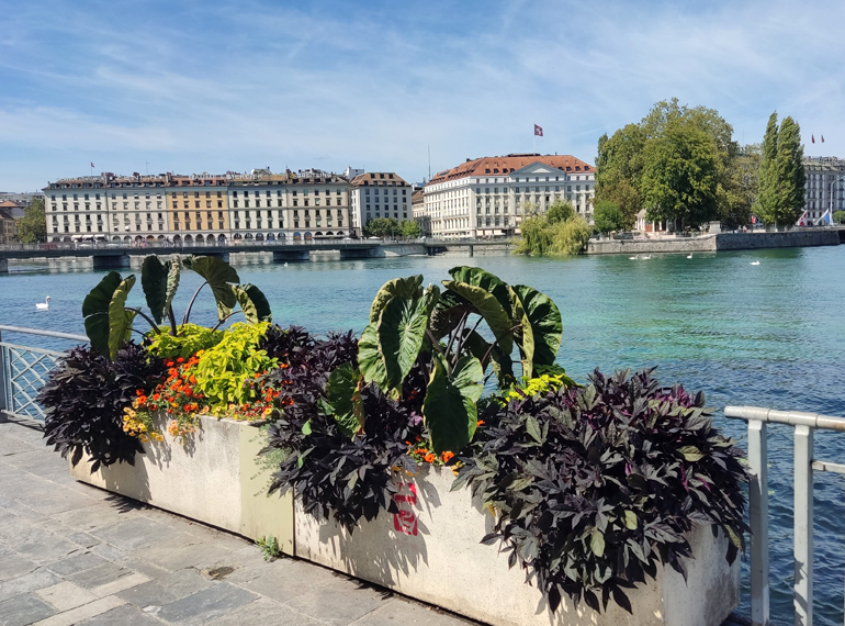 Pont et Quai du Mont Blanc, Geneva (© Eupedia.com) Pont et Quai du Mont Blanc, Geneva (© Eupedia.com)