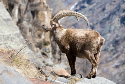 Ibex, Gran Paradiso National Park (&copy; Artur Tomasz Komorowski - iStockphoto.com)