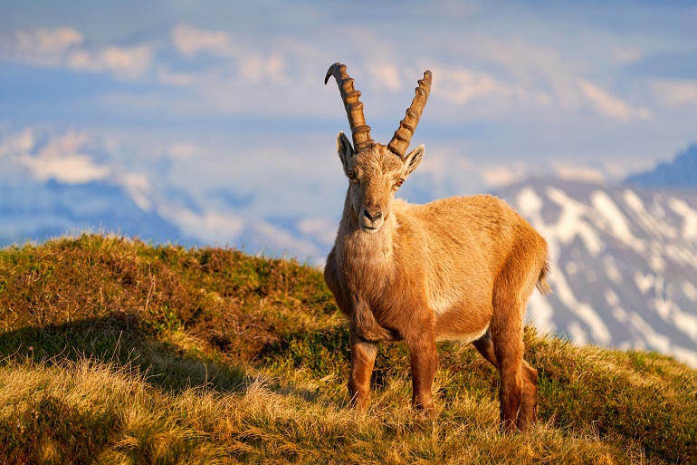 Alpine ibex, Gran Paradiso National Park (© Ondrej Prosicky | Dreamstime.com)