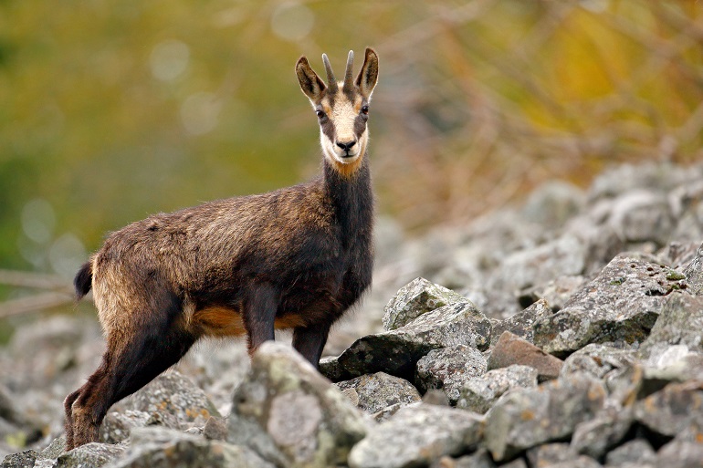Chamois, Gran Paradiso National Park (© Ondrej Prosicky | Dreamstime.com)