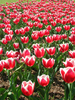Tulips at the castle of Groot-Bijgaarden
