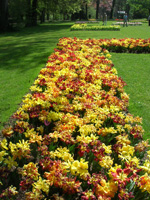 Tulips at the castle of Groot-Bijgaarden
