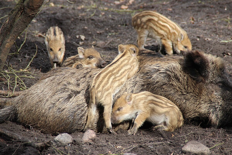 Wild boars at Wildpark-MV, Güstrow (photo by Meine Mutter (Erlaubnis liegt vor) - CC BY-SA 4.0)