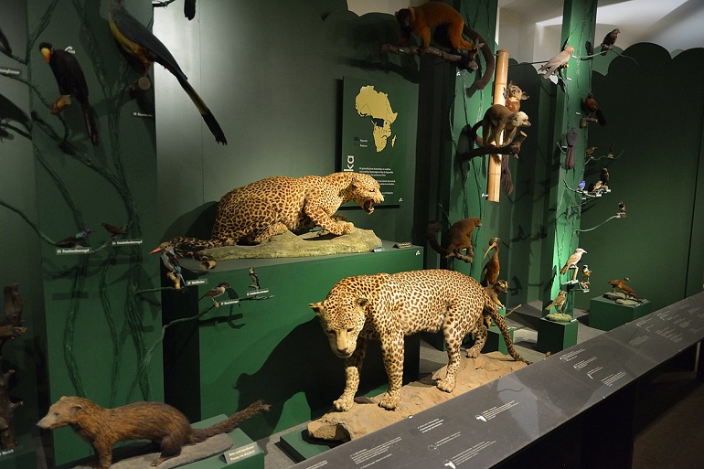 Senckenberg Museum for Natural History, Görlitz (photo by Nightflyer - CC BY 4.0)