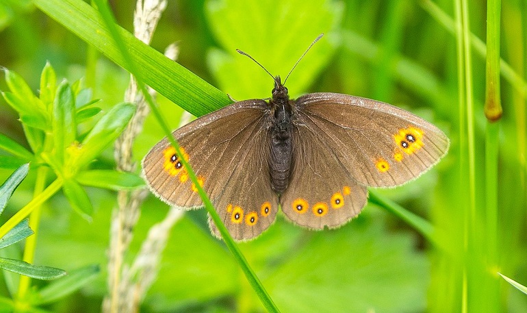 A woodland ringlet (Erebia medusa), Hainich National Park (photo by J.-H. Janßen - CC BY-SA 4.0)