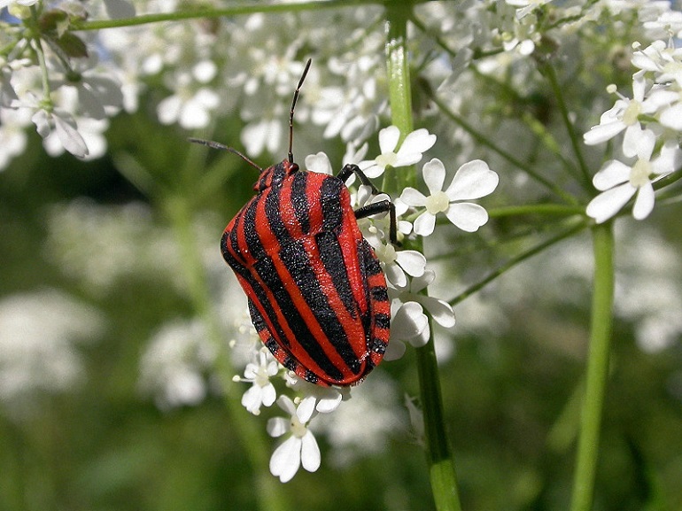 A striped bug (Graphosoma italicum), Hainich National Park (photo by Fritz Geller-Grimm - CC BY-SA 2.5)