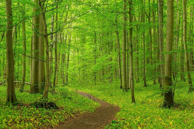 Hiking trail through Alterstedt Wood (Alterstedter Holz) within Hainich National Park (photo by J.-H. Janßen - CC BY-SA 4.0)
