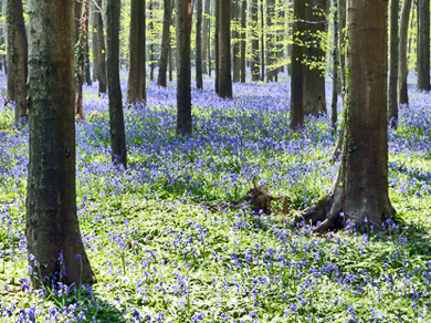 Bluebell hyacinths in the Woods of Halle
