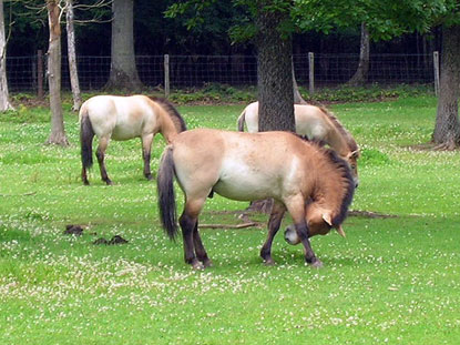 Przewalski horses, Animal Reserve of Han-sur-Lesse (&copy; Eupedia.com)