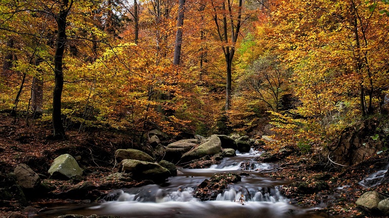 Autumn in the Harz National Park (photo by Wolfgang Weiser from Pixabay)